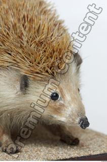 Hedgehog - Erinaceus europaeus 0016